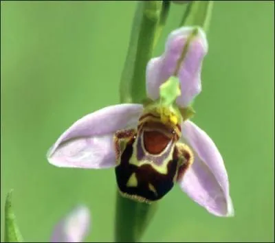 Parmi ces plantes, laquelle ne porte pas de fleur jaune ?