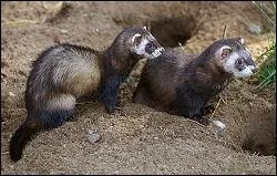 Quel est ce mustelid que l'on reconnait  sa mauvaise odeur ?