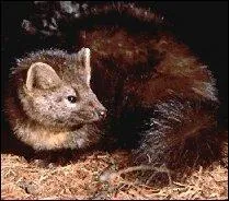 Quel est ce petit carnivore mustlid habitant l'Asie et l'Amrique du Nord, recherch pour sa fourrure ?