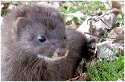 Quel est ce mustlid, pesant de 800 g  1 kg, recherch pour sa fourrure ?