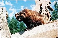 Quel est ce mammifre de 12  18 kg nomm aussi 'Glouton' ou 'Gulo gulo' ?