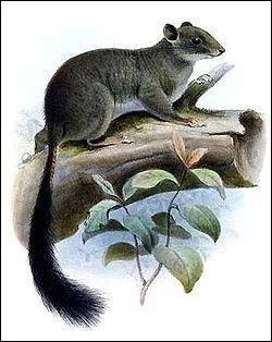 Quel est cet animal qui vit en Afrique centrale ?