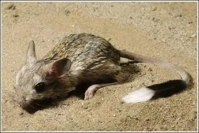 Quel est ce petit rongeur ?