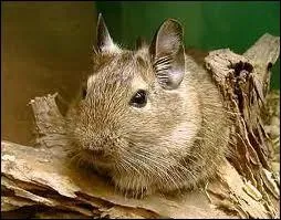 On trouve ce rongeur  l'tat sauvage entre le Chili et le Prou :