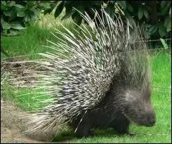 Reconnaissez-vous ce rongeur ?