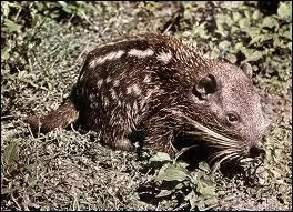 Quel est ce rongeur qui vit en Amrique du Sud ?
