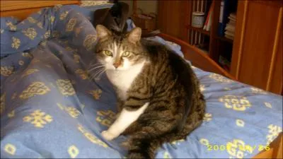 Que mangent les chats ?