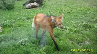 Que mangent les renards ?