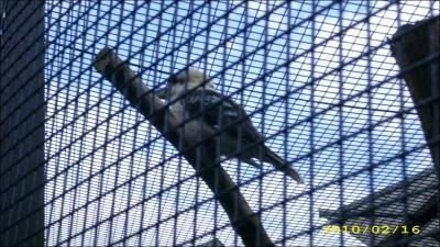 Que mangent les oiseaux ?