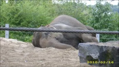 Que mangent les lphants ?