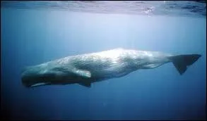 Quel est cet animal ?