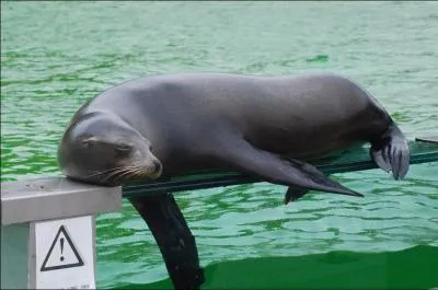 Quel est cet animal ?