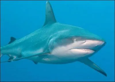 Quel est cet animal ?