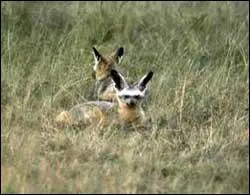 Quelle est cette espce de canids ?