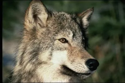 Quelle est cette espce de canids ?