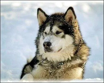 Quelle est cette espce de canids ?