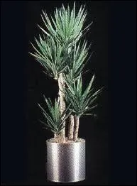 Quelle est cette plante ?