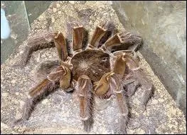 Quelle est cette espce d'araignes ?