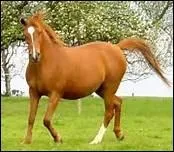 Qu'est-ce qu'une balzane ?