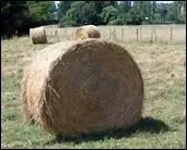 Quelle quantit de foin un cheval mange-t-il en moyenne par jour ?