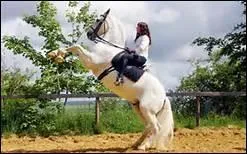 Que doit-on faire si son cheval se cabre ?