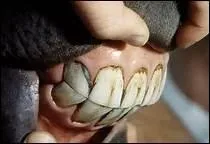 Comment valuer l'ge d'un cheval ?