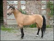 Comment s'appelle une robe jaune ple avec des extrmits noires ?