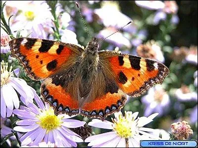 Cette espce de papillons est :