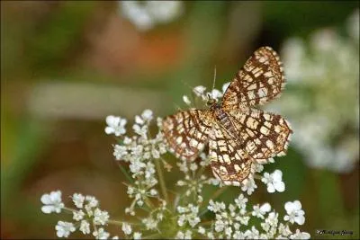 Ce papillon couleur brune s'appelle :