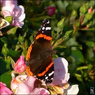 Cette espce de papillons est :