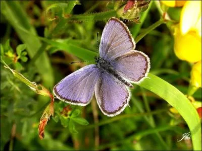 Ce papillon a pour nom :