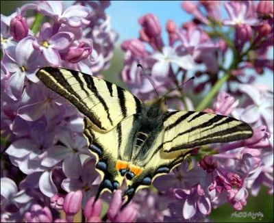 Je vous prsente une espce de papillons qui s'appelle :