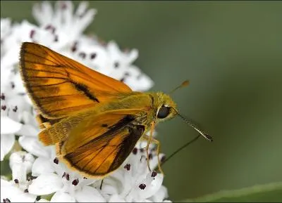 Ce papillon se nomme :