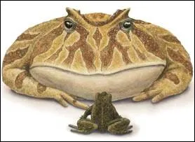 Les dinosaures auraient-ils pu entendre coasser des grenouilles ?