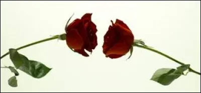 ''Guerre des Deux-Roses''