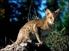 Quelle est cette race de chat ?