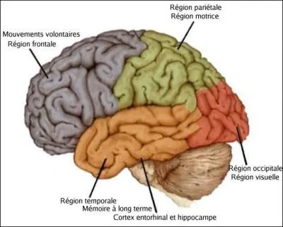 Grace  cette image, vous aurez le titre d'un film avec Jean-Paul Belmondo et Bourvil.