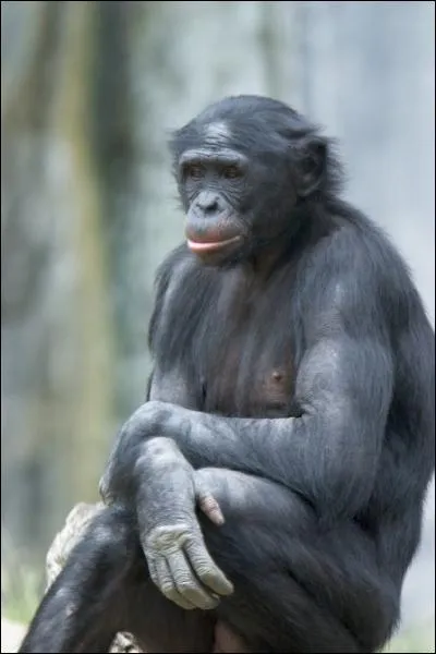 Ce singe anthropoïde est un chimpanzé vivant dans la forêt congolaise. Il s'agit du :