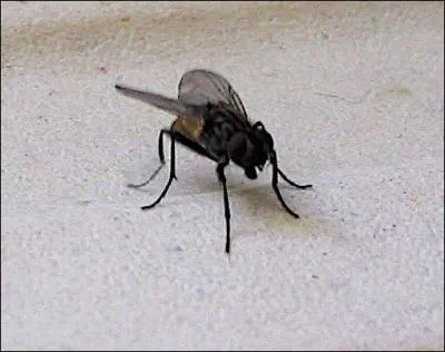 Et son fidle second Monsieur...