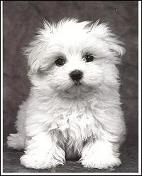 De quelle race de chien s'agit-il ?