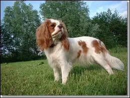 De quelle race de chien s'agit-il ?