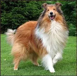 De quelle race de chien s'agit-il ?