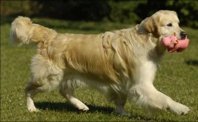 De quelle race de chien s'agit-il ?