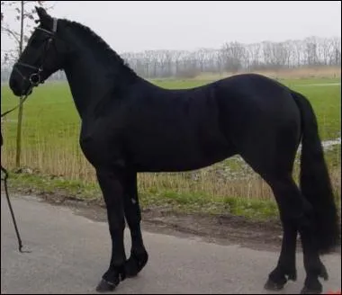 Quelle est la race de ce cheval ?