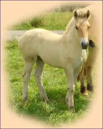 Aprs la promenade s'il fait chaud, tu dois...