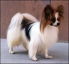 L'pagneul papillon est une race de chien obtenue par quel croisement ?