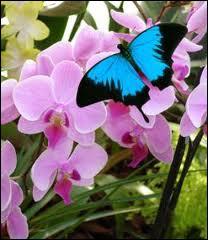 Le papillon est insecte  mtamorphose complte, il appartient  l'ordre des :