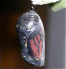 Le papillon pond des oeufs, donnant ensuite naissance  des chenilles , qui se transforment :