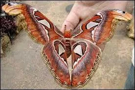 L'un des plus grands papillons est l'Attacus Atlas . Ses ailes dployes peuvent atteindre ...