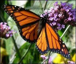 Comment se nomme se papillon qui entreprend deux fois par an une migration de plus de 4000 kilomtres ?